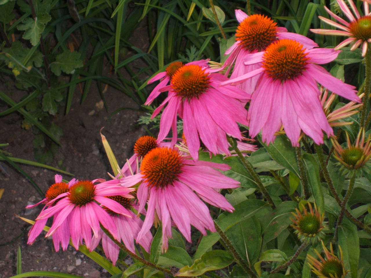 Abbildung der Blume Echinacea