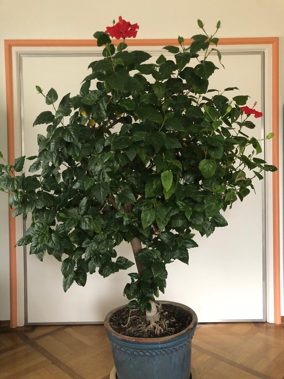 Baum