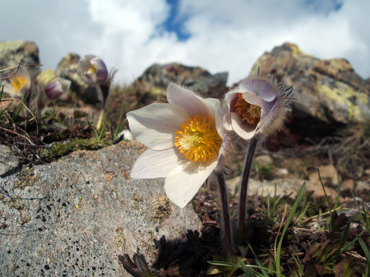 Pulsatilla
